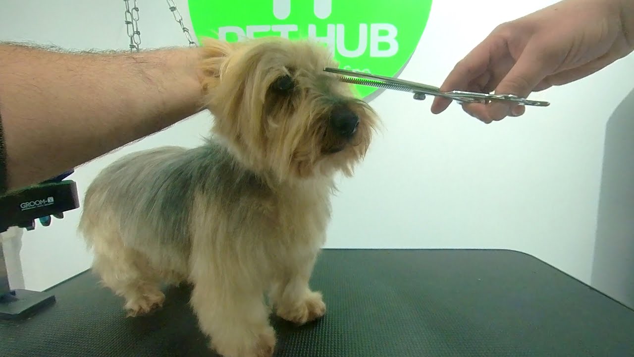 Relaxing Dog Grooming ASMR | Leo&rsquo;s Fur Care & Calm Session POV | #PETHUB #pets #asmr #grooming #dog