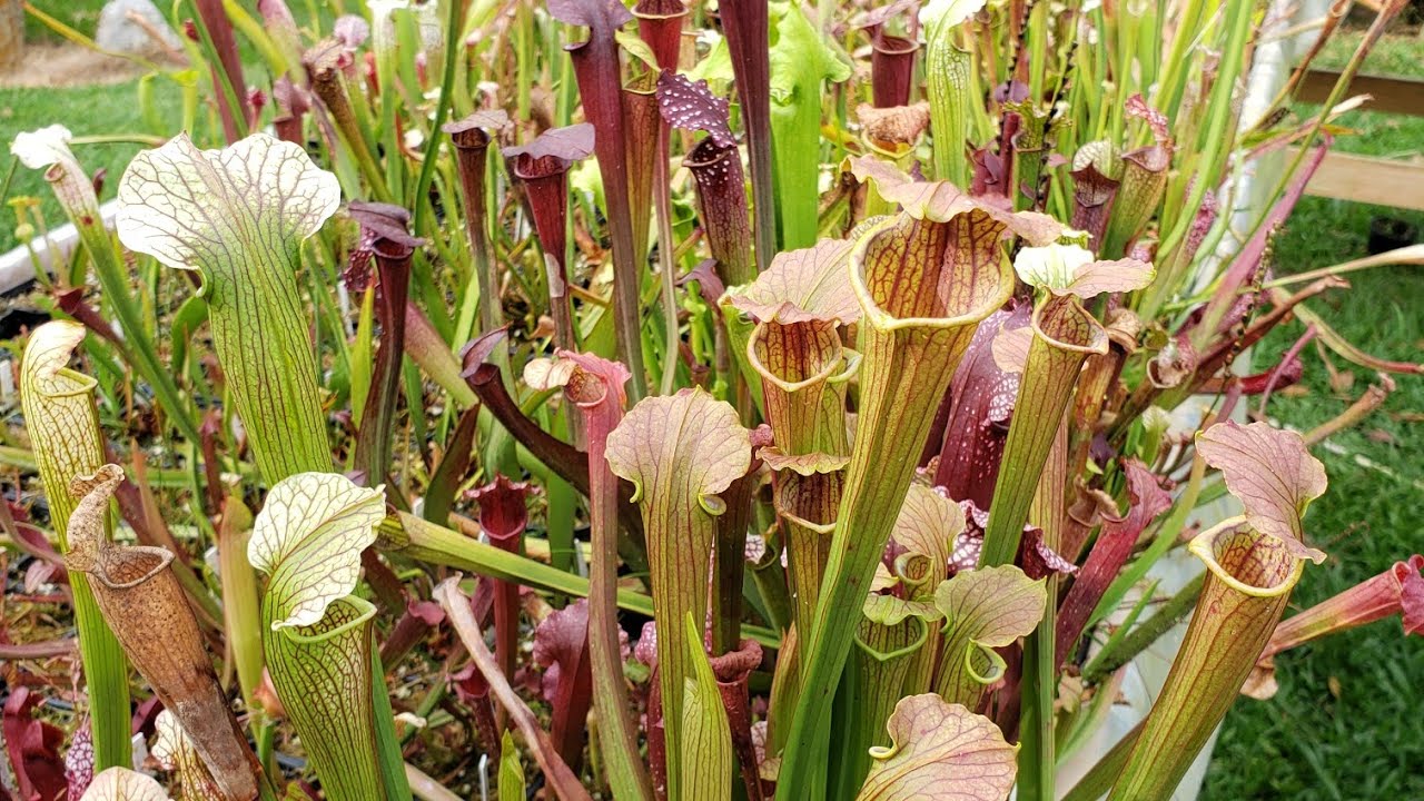 Nossas PLANTAS CARNÍVORAS no frio