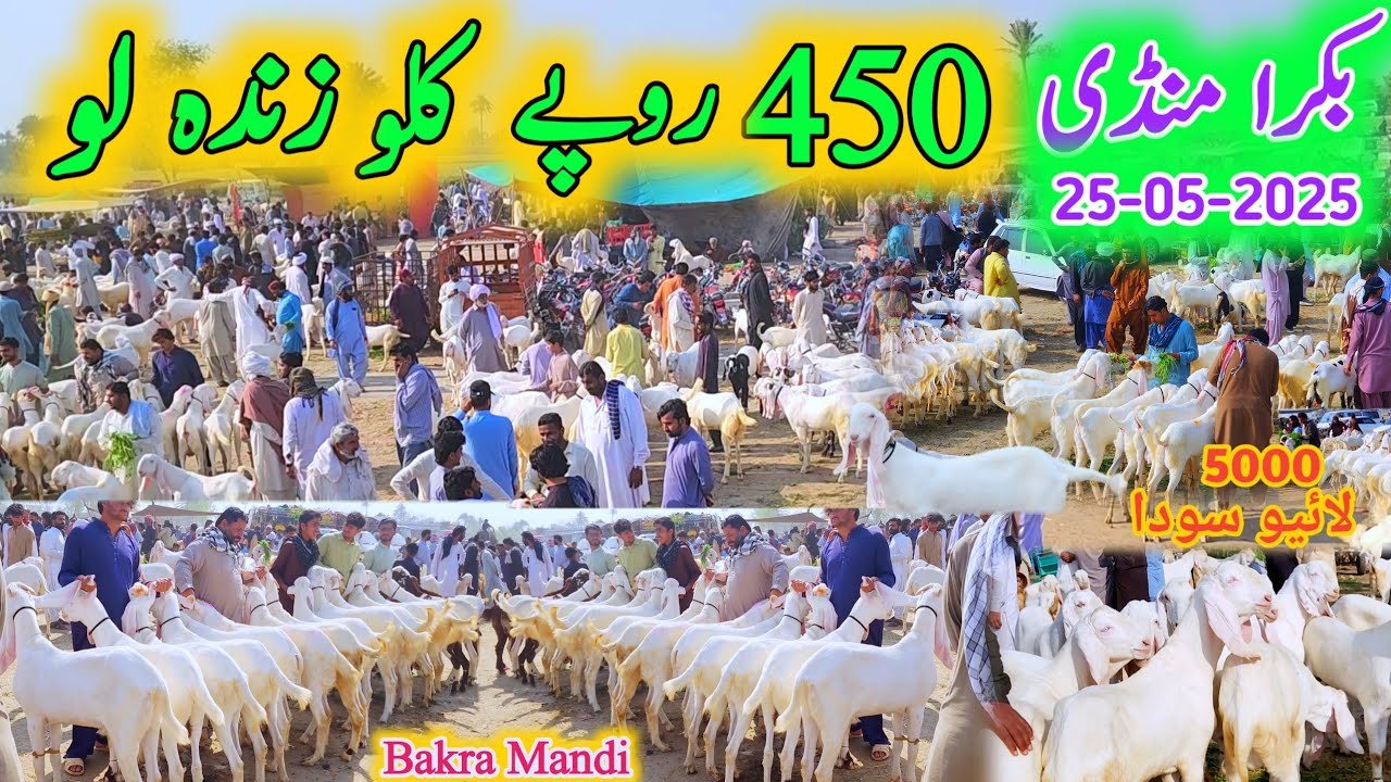 26 March 2025 bakra mandi dera ghazi khan pakistan ki badi mandi update hassan goat farm 03133502828