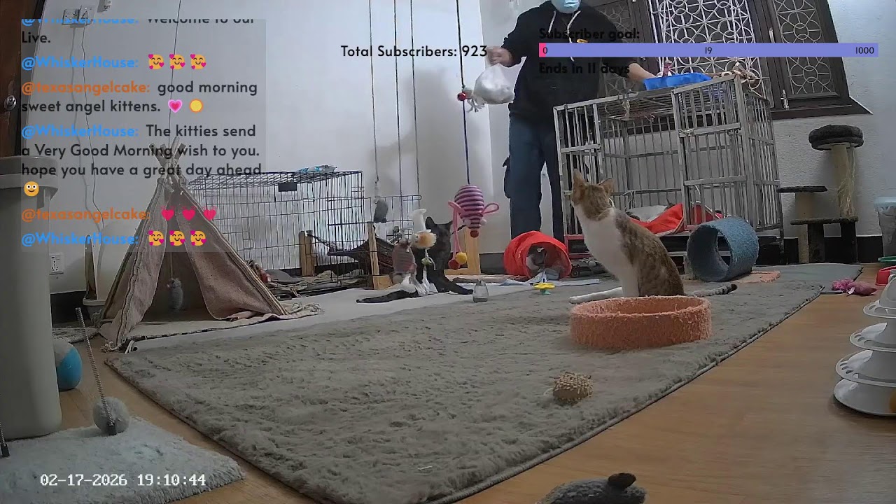 Live with Our Special Needs Kitties at Whisker House