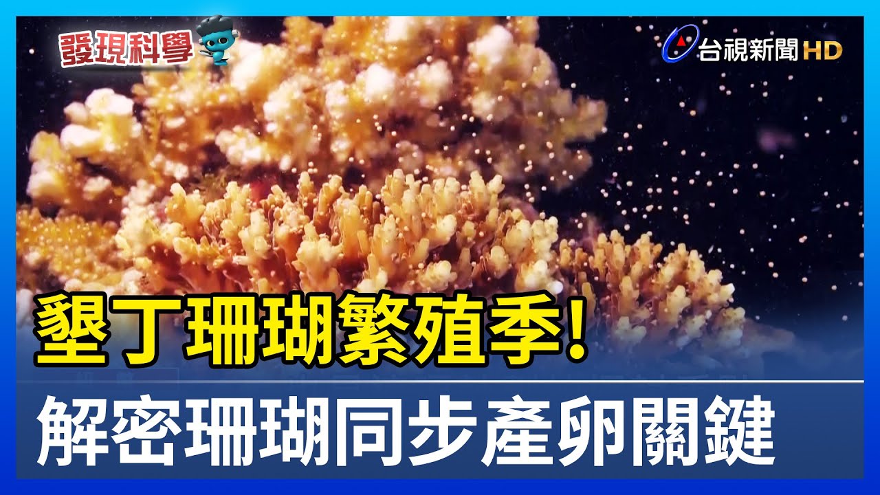 墾丁珊瑚繁殖季！解密珊瑚同步產卵關鍵【發現科學】