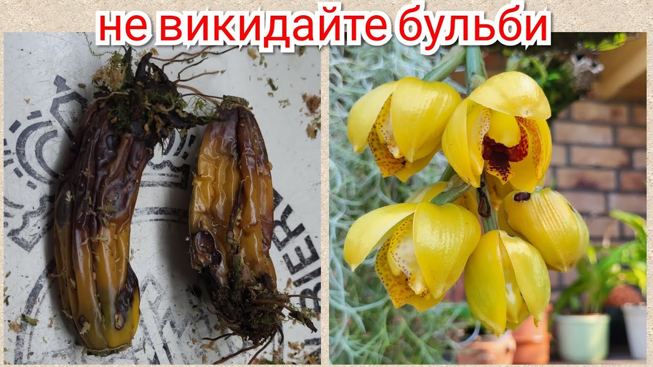 Порятунок цінної Орхідеї з нетипових кейків