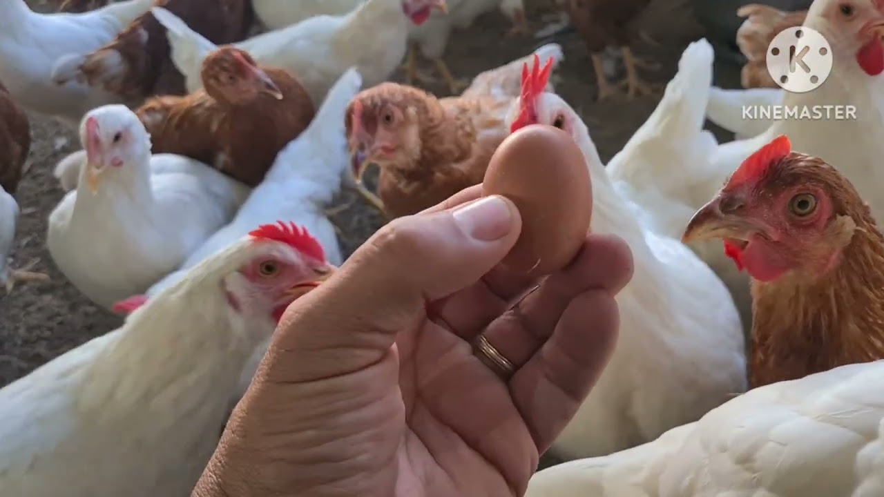 Novogen Brown começou a botar com menos de 4 meses 🐔🥚🥚🥚🐔