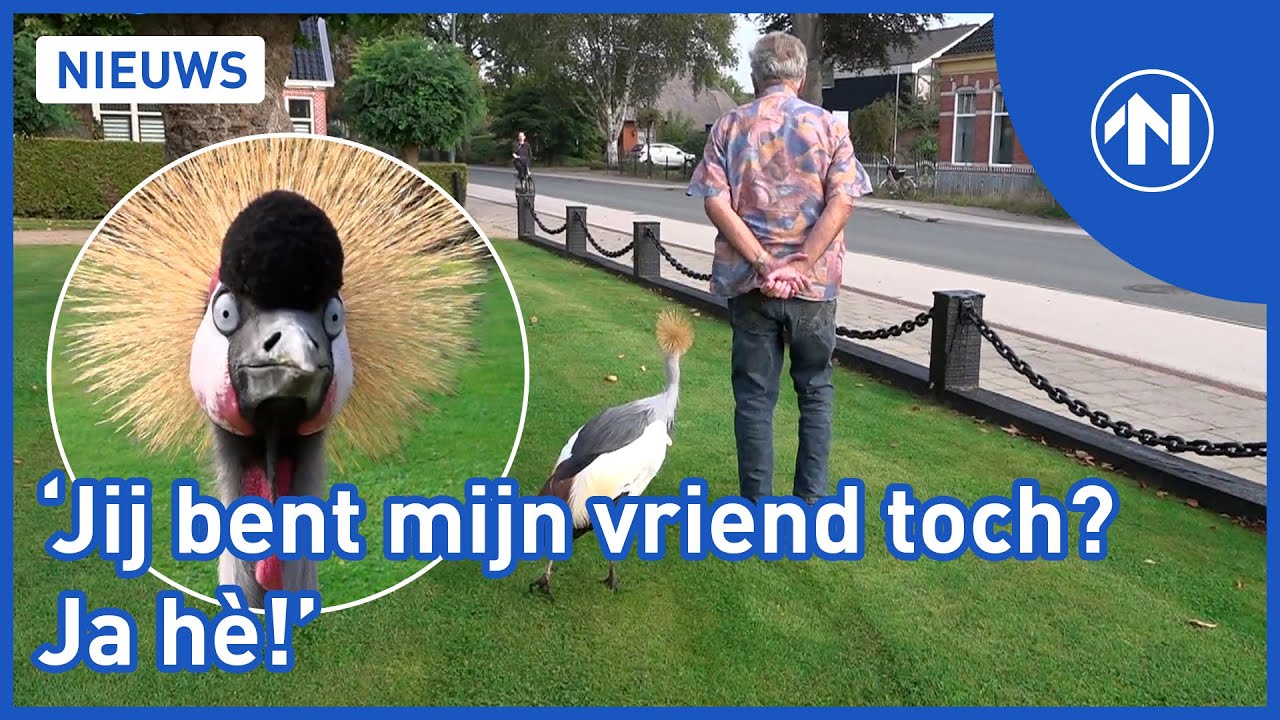 Arend (81) uit Paterswolde heeft een kraanvogel die hem overal volgt