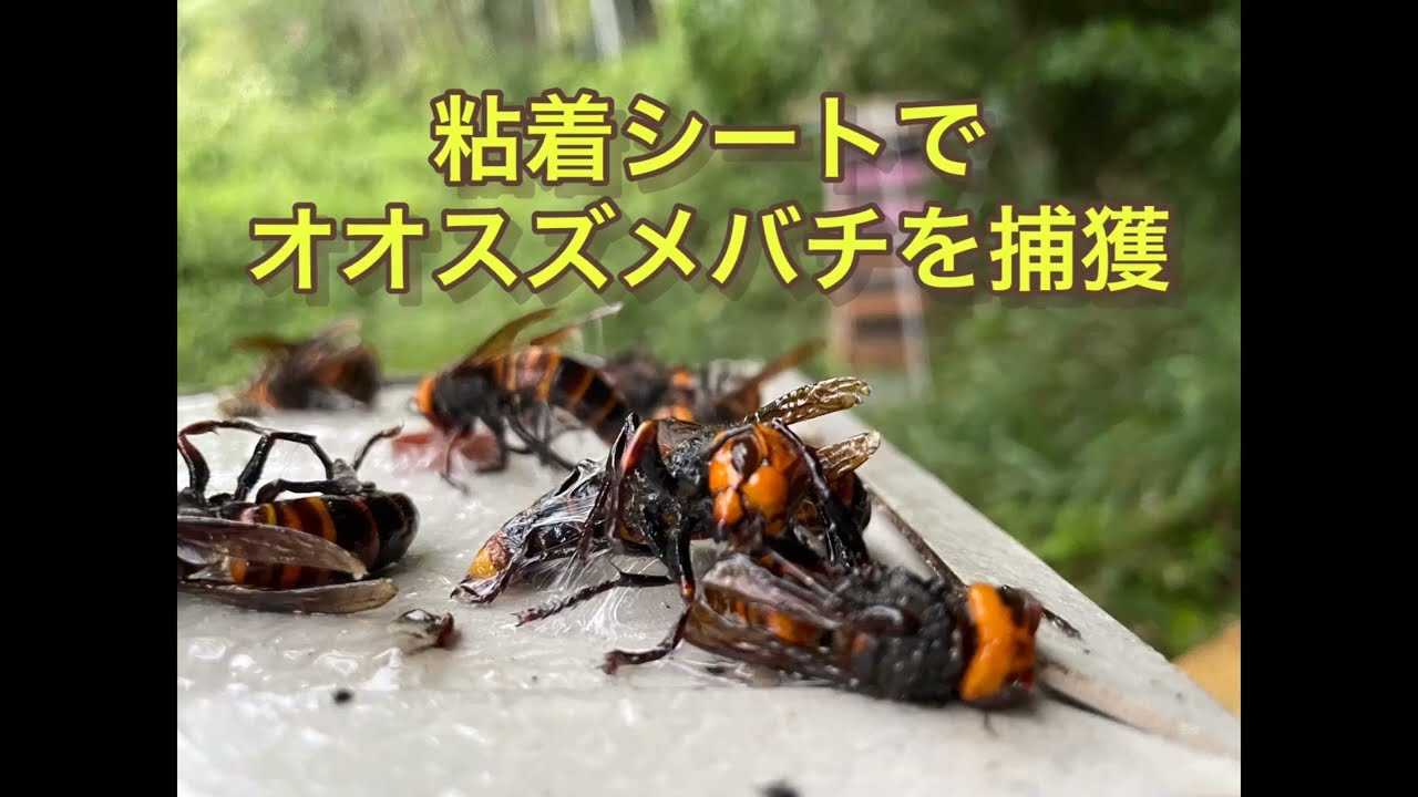 オオスズメバチを粘着シートで捕獲する方法　１匹目捕獲からノーカット　How to catch Asian giant hornet with adhesive sheets
