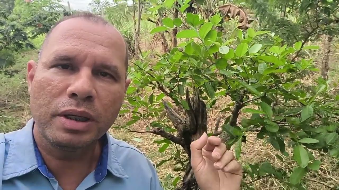 Top 10 plantas adaptadas à água salobra