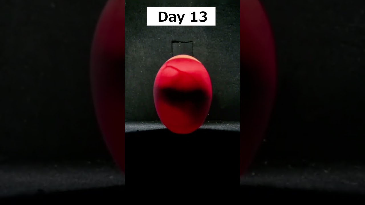 Egg Candling from Day 1 to 21 #eggcandling #candling #egghatching #hatching #youtubeshorts