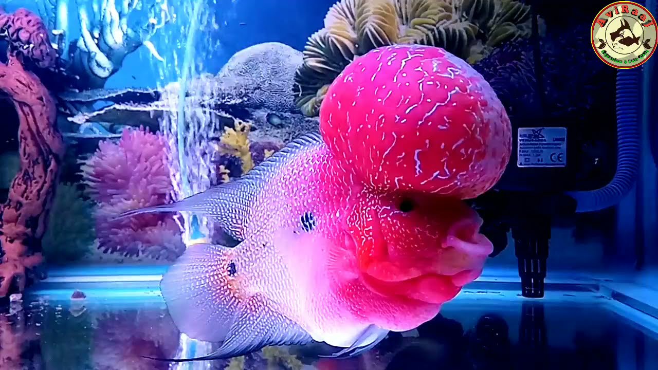 How To Make FlowerHorn Monster Head Kok || Complete Care For Flowerhorn Lover ||Step By Step Process