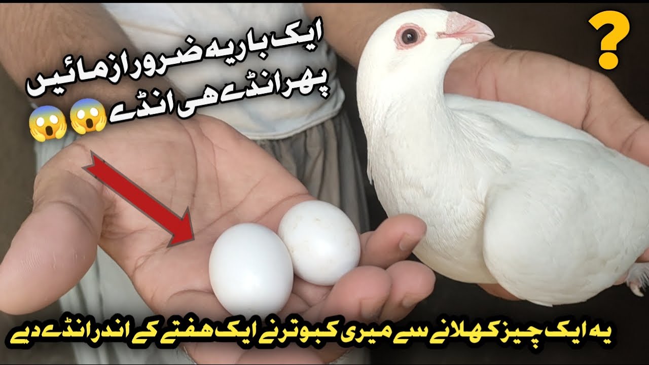 🔥کبوتر انڈے نہیں دے رہے؟ یہ نسخہ آزمائیں! | Pigeons Will Lay Eggs in 7 Days!