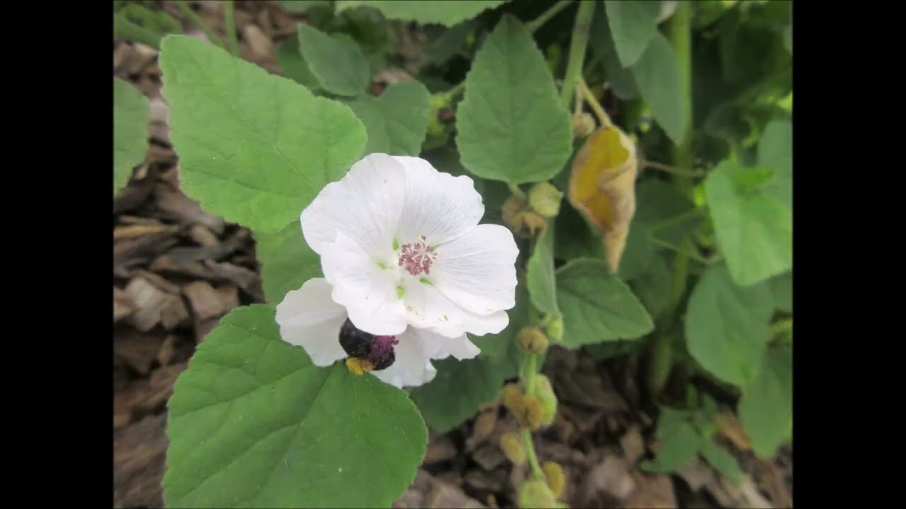 Heart Chakra Joy Marshmallow May 2023