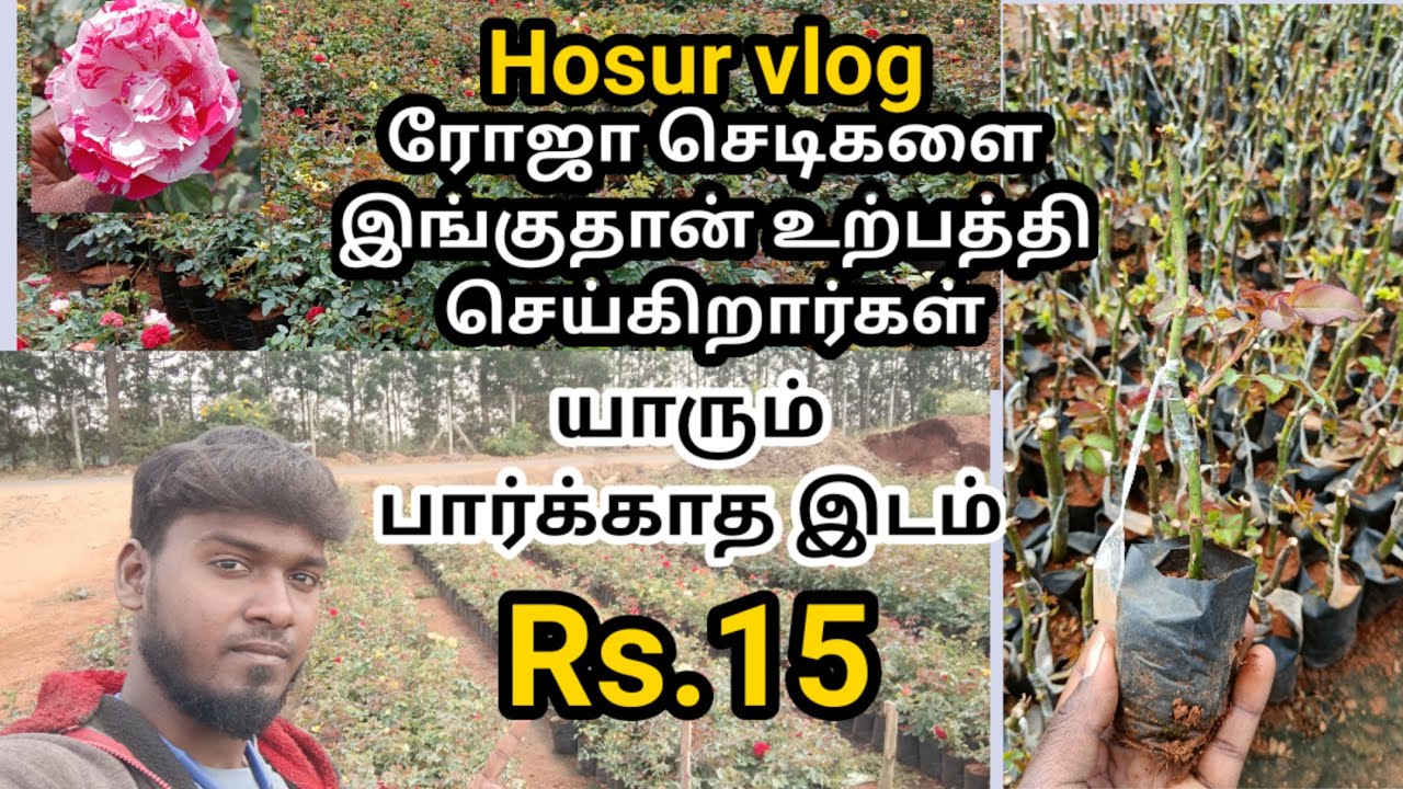 Rs.15 ரோஜா செடி கிடைக்கும் இடம் /Hosur Vlog /