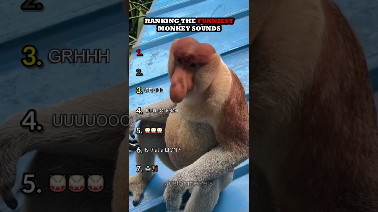 Ranking The Funniest Monkey Sounds Part 2