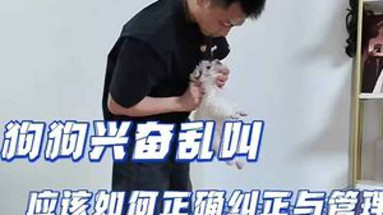 狗狗没人陪玩就激动乱叫，一到晚上更是吵得主人睡不好 ，训犬师教你如何训练纠正，让狗狗不乱叫#成都训犬  #训犬师  #新手养狗  #第一次养狗  #马尔济斯幼犬