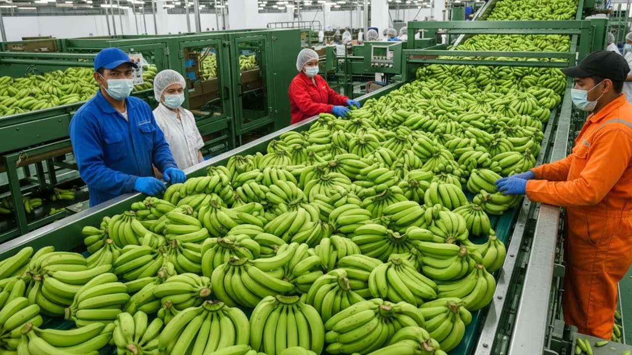 INSIDE A HIGH-TECH GREEN BANANA PROCESSING PLANT YOU’VE NEVER SEEN BEFORE