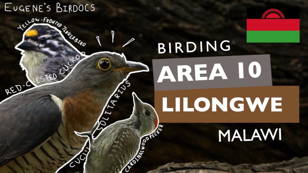 Birdwatching in Lilongwe&rsquo;s Area 10: Birds You Can See on a Walk | Birding Tour & Safari
