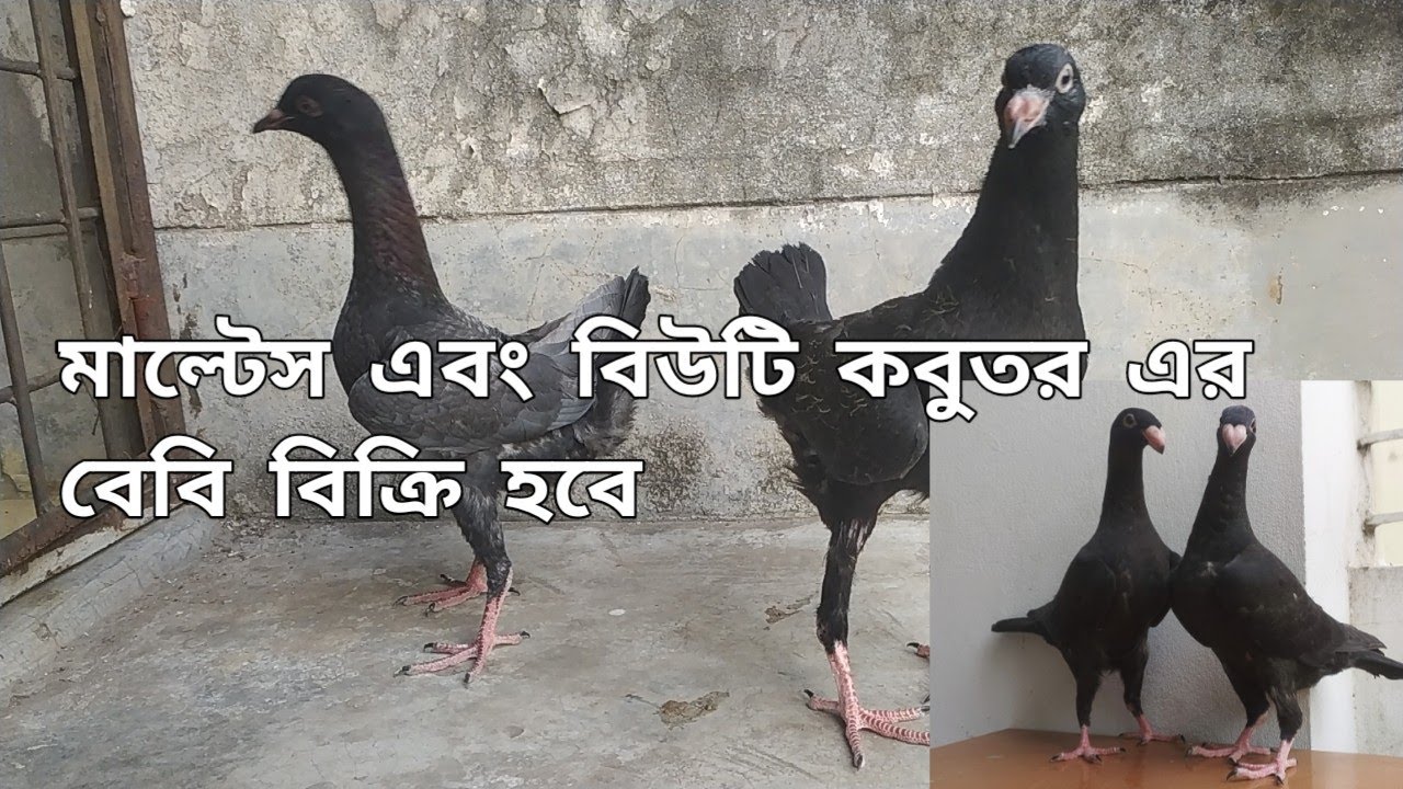মাল্টেস এবং বিউটি কবুতর এর বেবি বিক্রি হবে। pets lover rana.