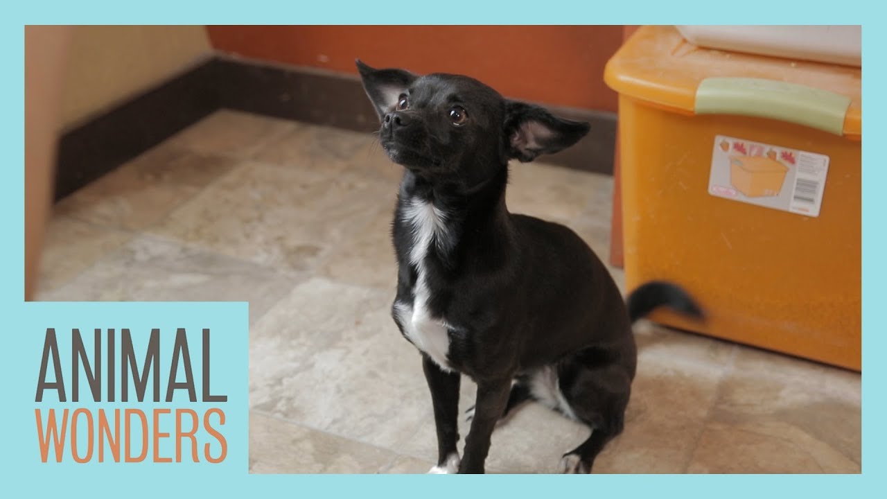 Little Dog Training