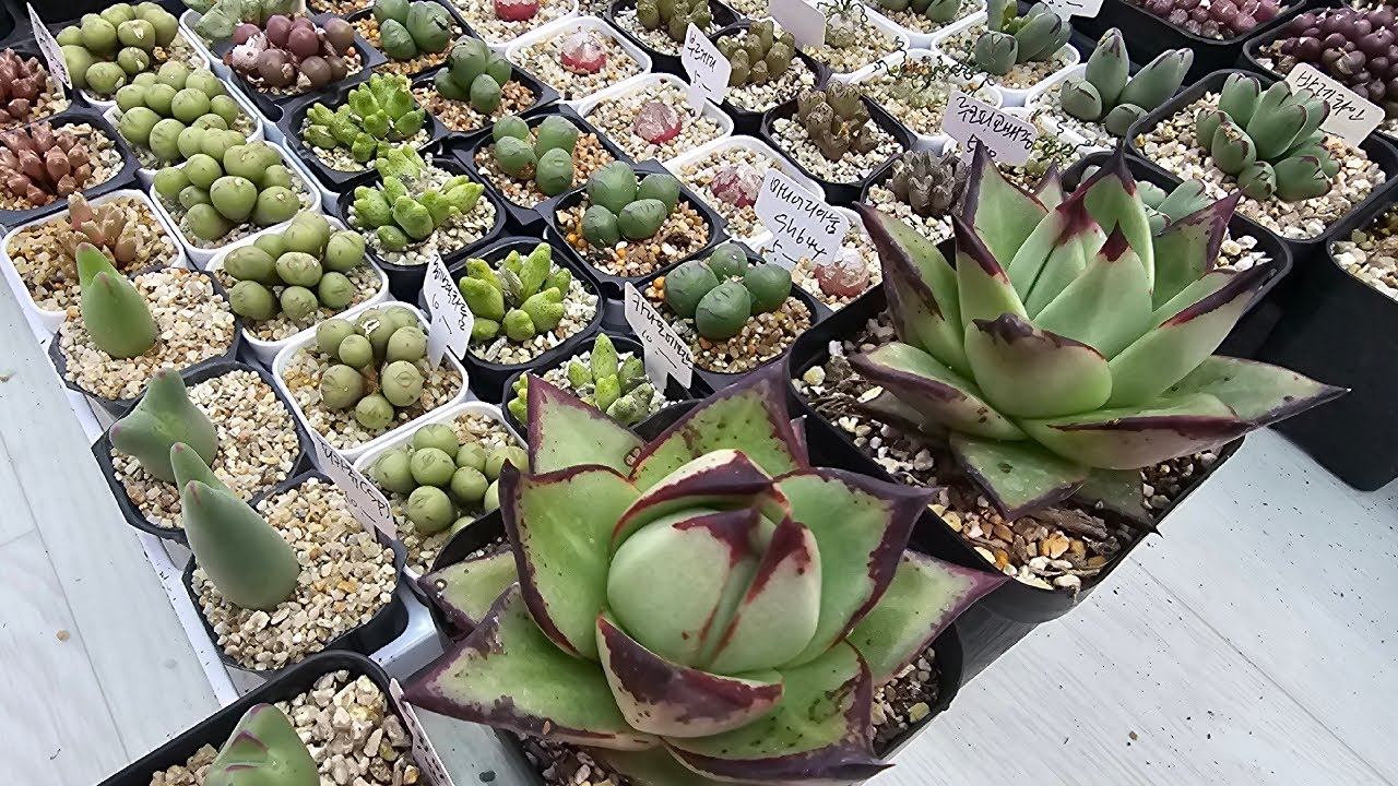 🎀콩실이다육tv🎀3월 9일 판매 실방