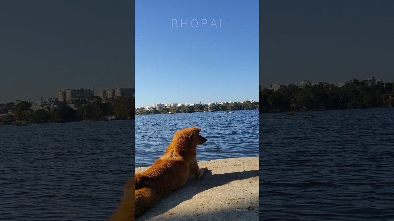 Lower lake Bhopal🌿 #shorts #viral #video