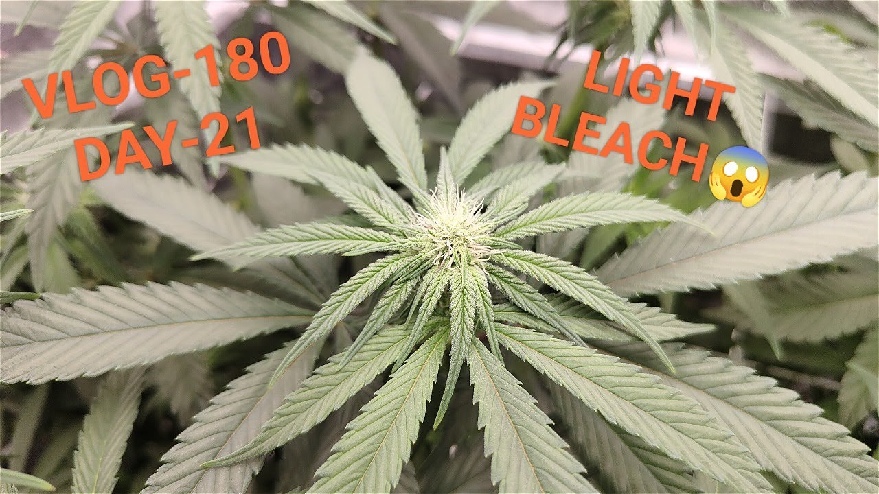 Banana Punch And Blue Sunset Sherbert, Sometimes Growing Is Thug Life, LOL, VLOG NR 180