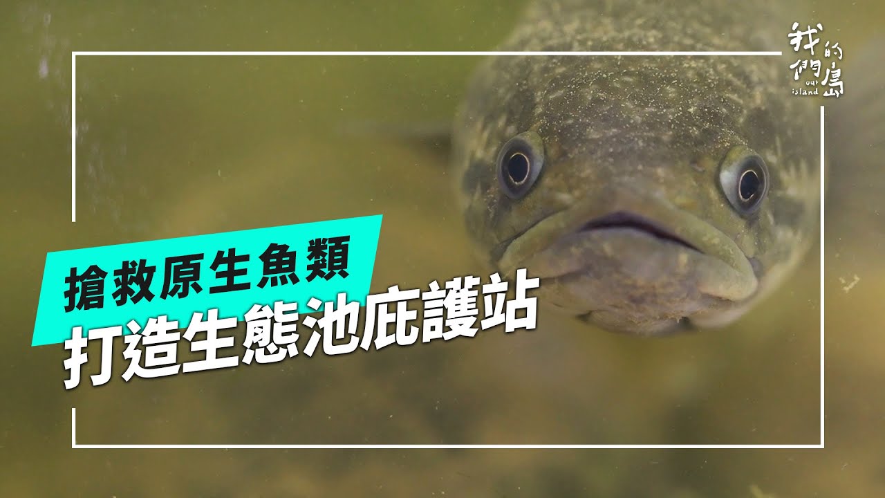 湖心映危機｜搶救靜水型原生魚(我們的島 第1221集 2023-09-11)