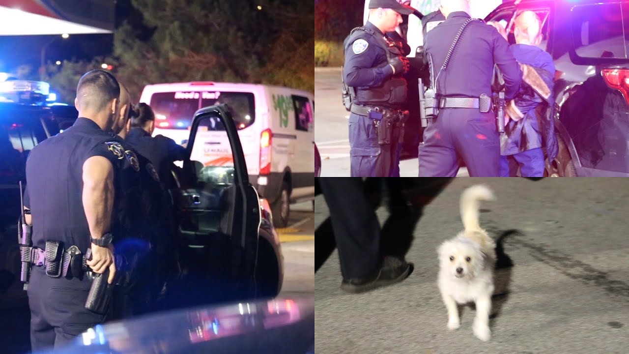 Puppy Inside! SCPD Officers Stop a STOLEN VAN & Make Arrests