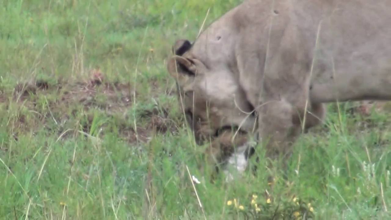 Lion Kill (young lion catches baby springbok)