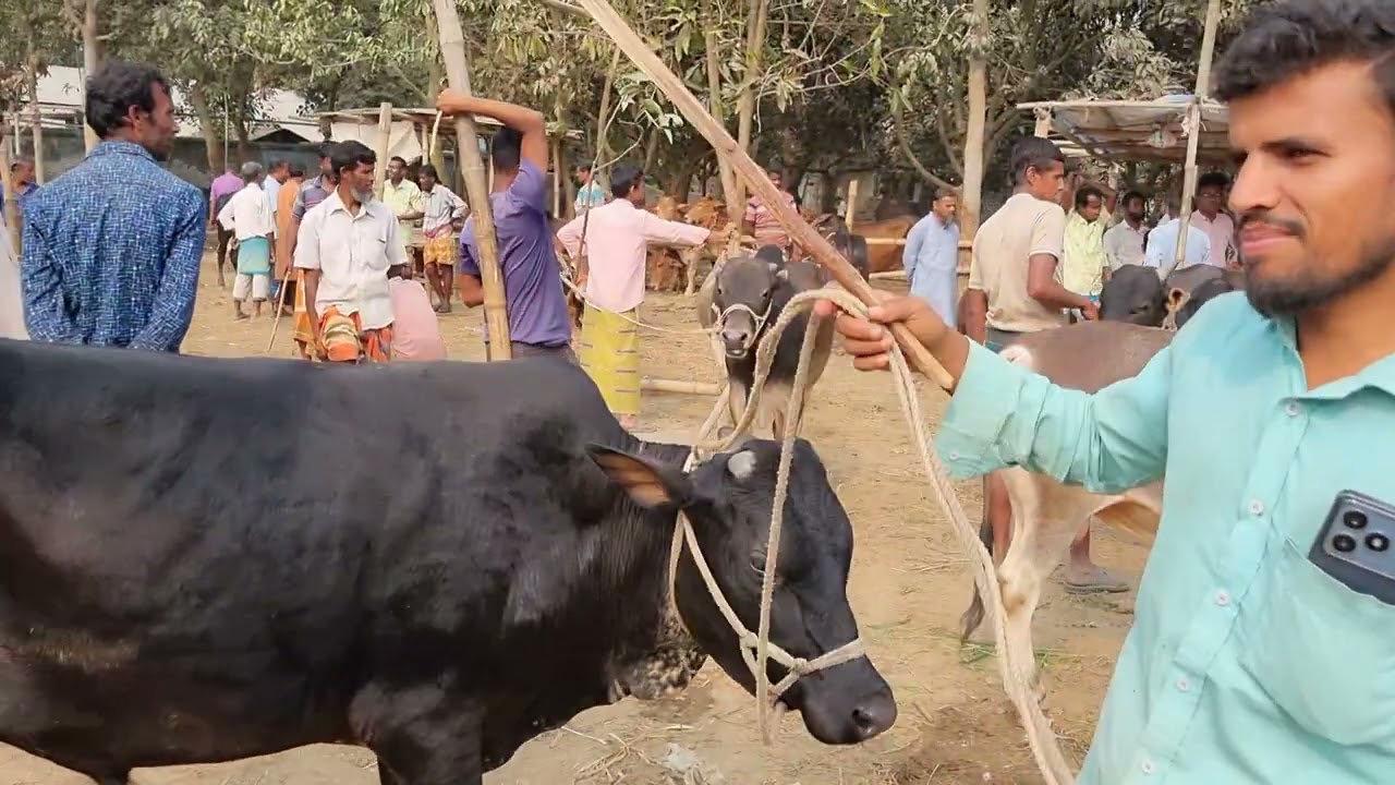 @আজ ১০ মার্চ ২৬ | কোরবানি উপযোগী ষাঁড় গরুর দাম | আফতাবগঞ্জ হাট | দিনাজপুর 