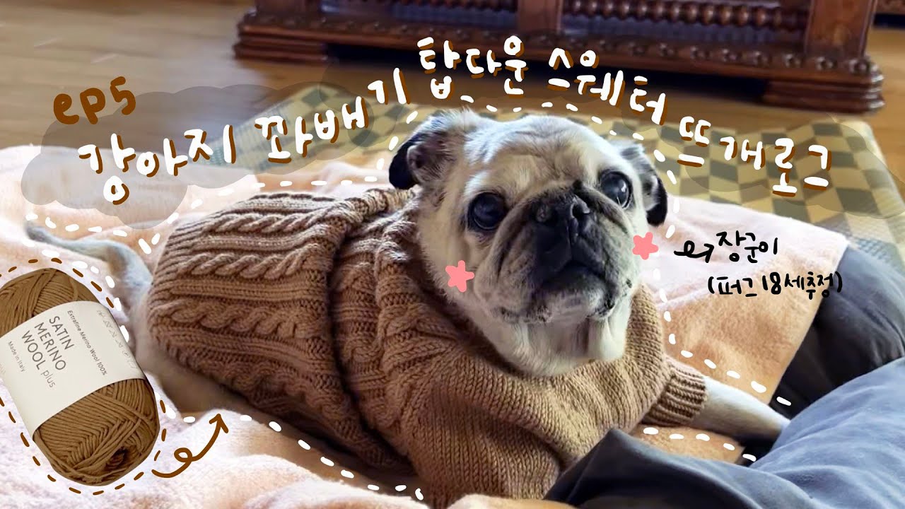 장군님(퍼그/18세) 옷 떠드리기 [ep5]
