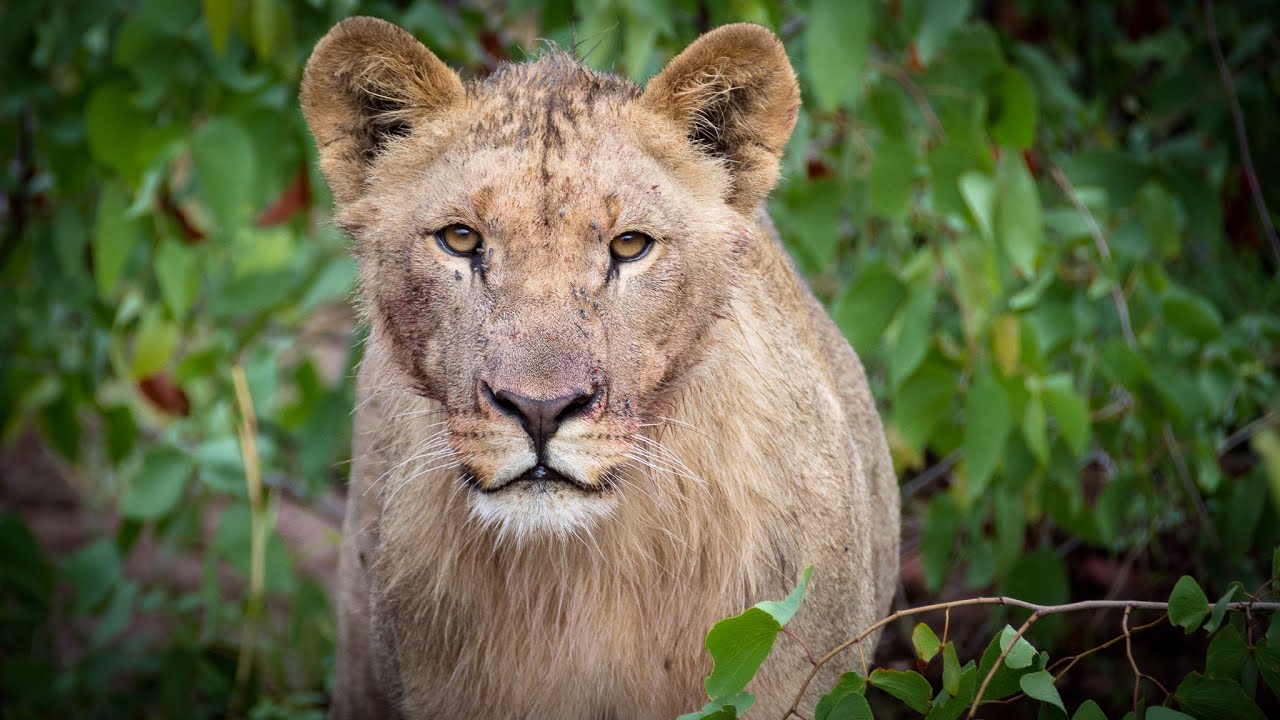 2015 Namibie