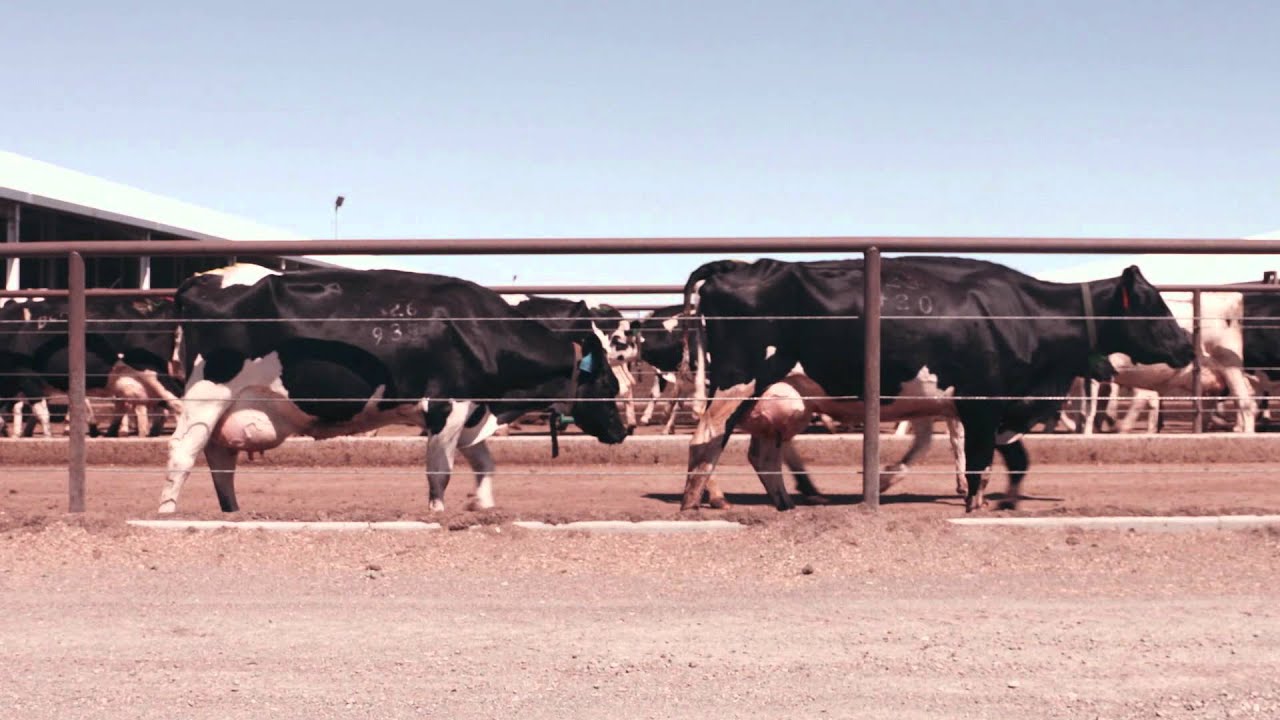 Hormones in Milk