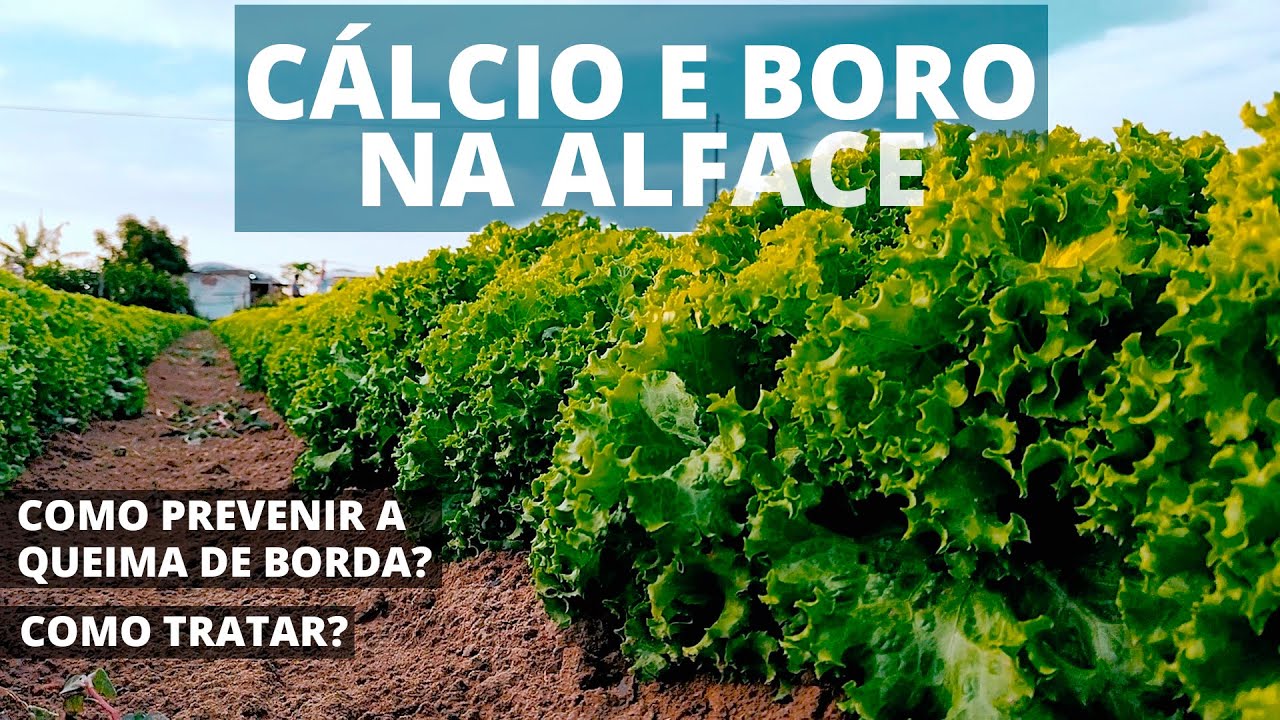 Cálcio e Boro na Alface - Prevenção e Tratamento da Queima de Borda