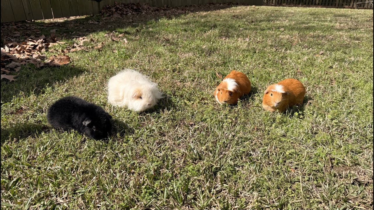 Wild Guinea Pigs