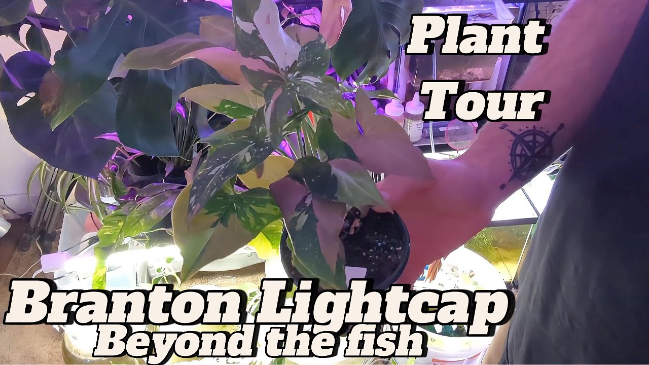 Branton Lightcap Plant Tour