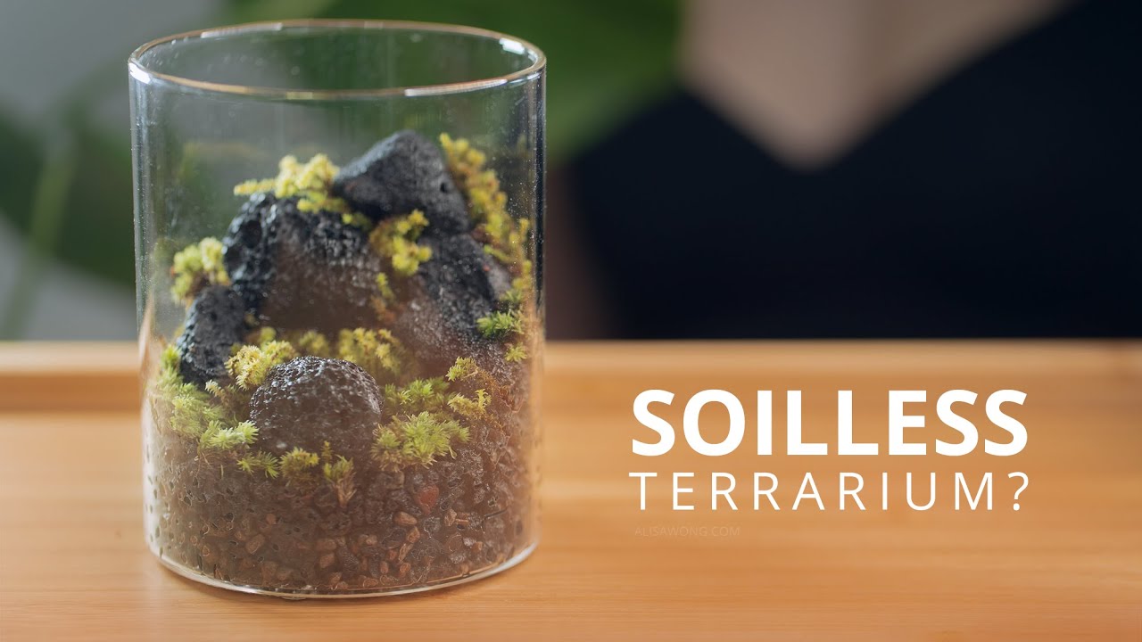 How to Build Terrariums with No Soil 🤫 | Soilless Terrarium