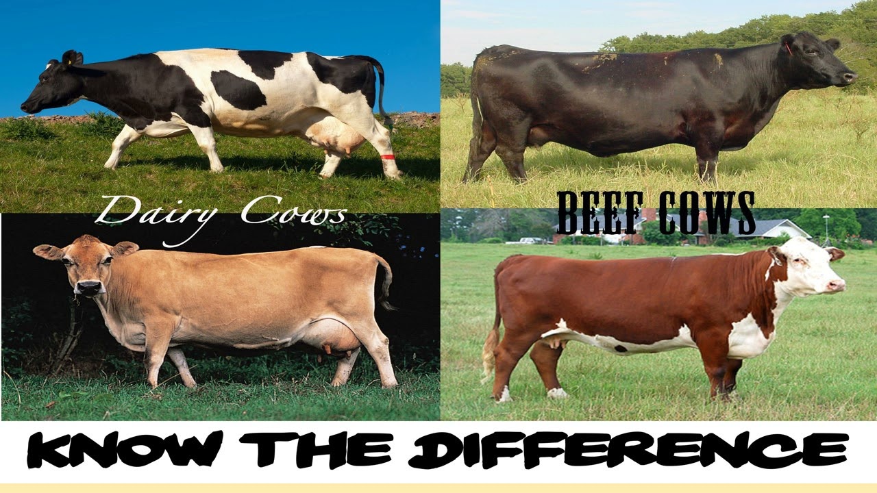 Know your cattle