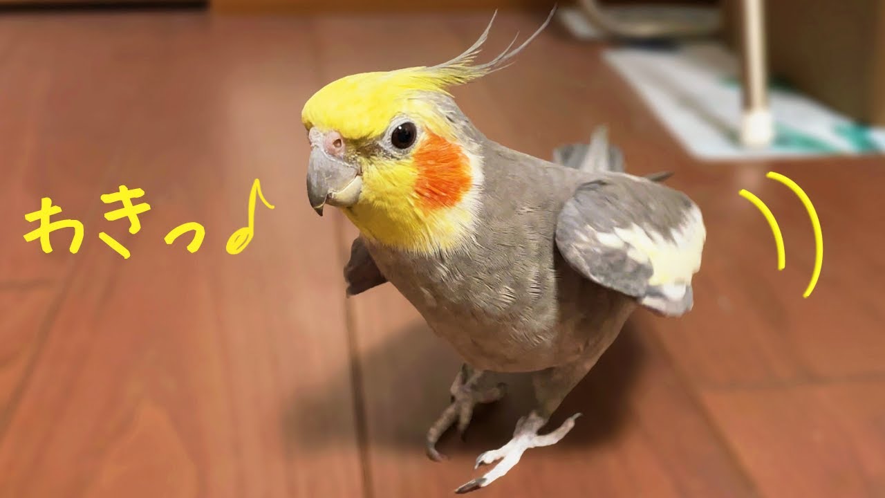 あれこれ気になる! 19歳オカメインコの室内探検 19yo cockatiel exploring indoors