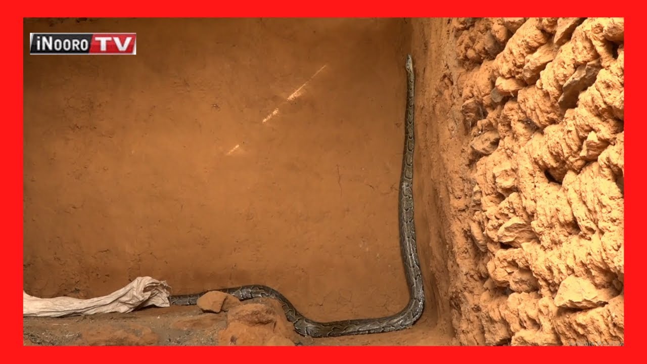 NYOKA YA MAGEGANIA(Python) gũceera kaburi-inĩ ka mũndũ ũraciriraga na gũkoma ũrĩrĩ-inĩ wake, Baringo