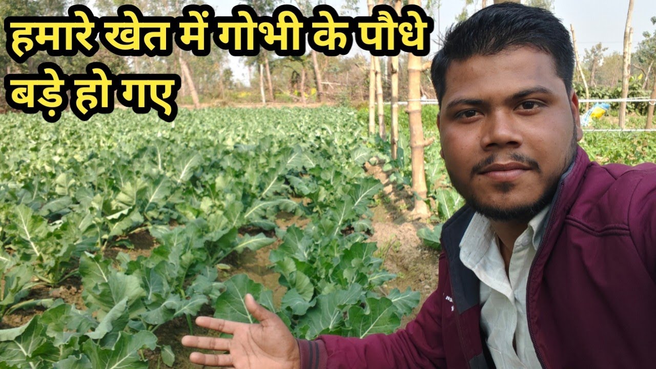 Mere Khet Me Gobhi Ke Paudhe Bahut Bade Ho Gaye 😍 | Desi Farming Vlog #trending #vlog #farming  