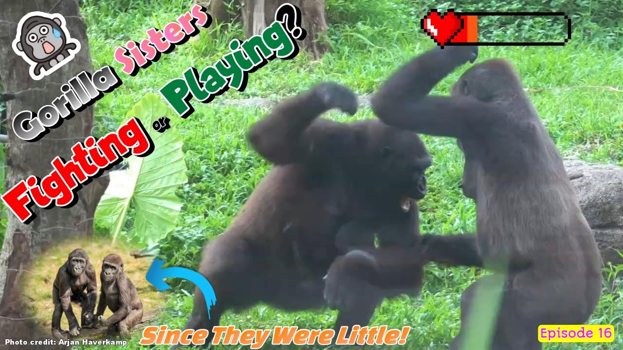 Fighting or Playing? Battling between Gorilla Sisters! 2