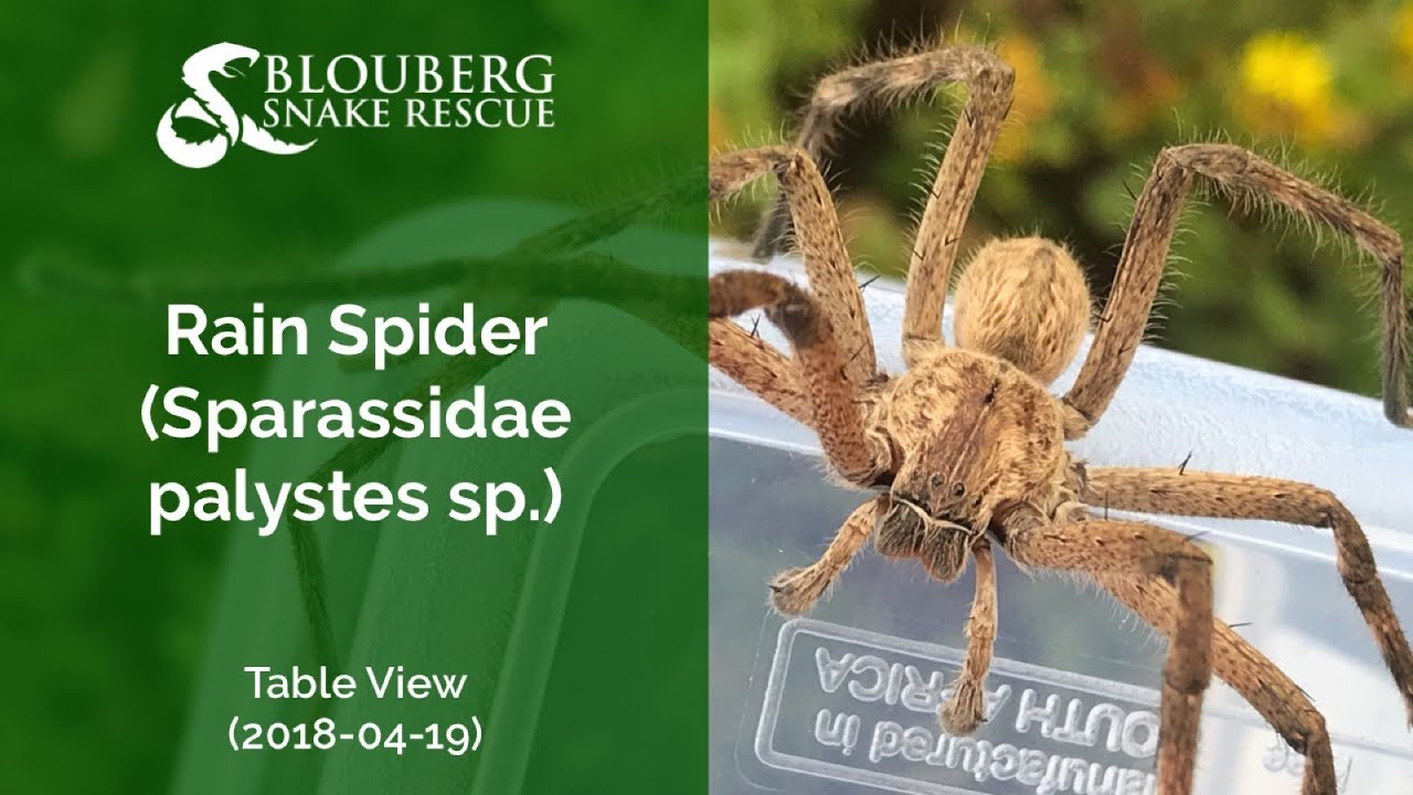 Rain Spider rescued near Table View (20180419)