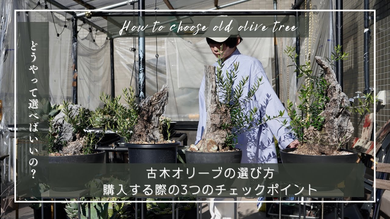 古木オリーブの選び方／購入する際の3つのチェックポイント