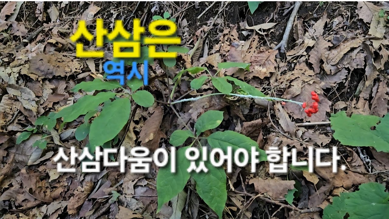 산삼의 딸이 빨갛게 익었습니다. Herbs that even doctors take!