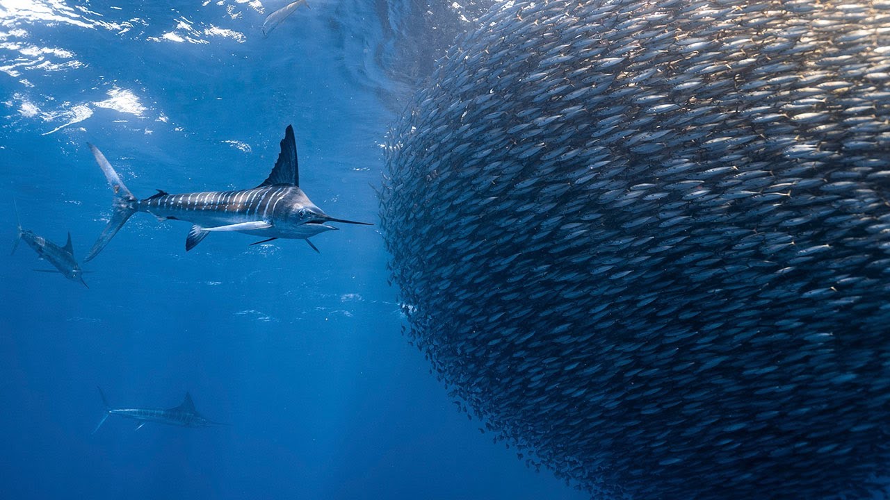 Sardine Bait Ball Chased By Hungry Marlins