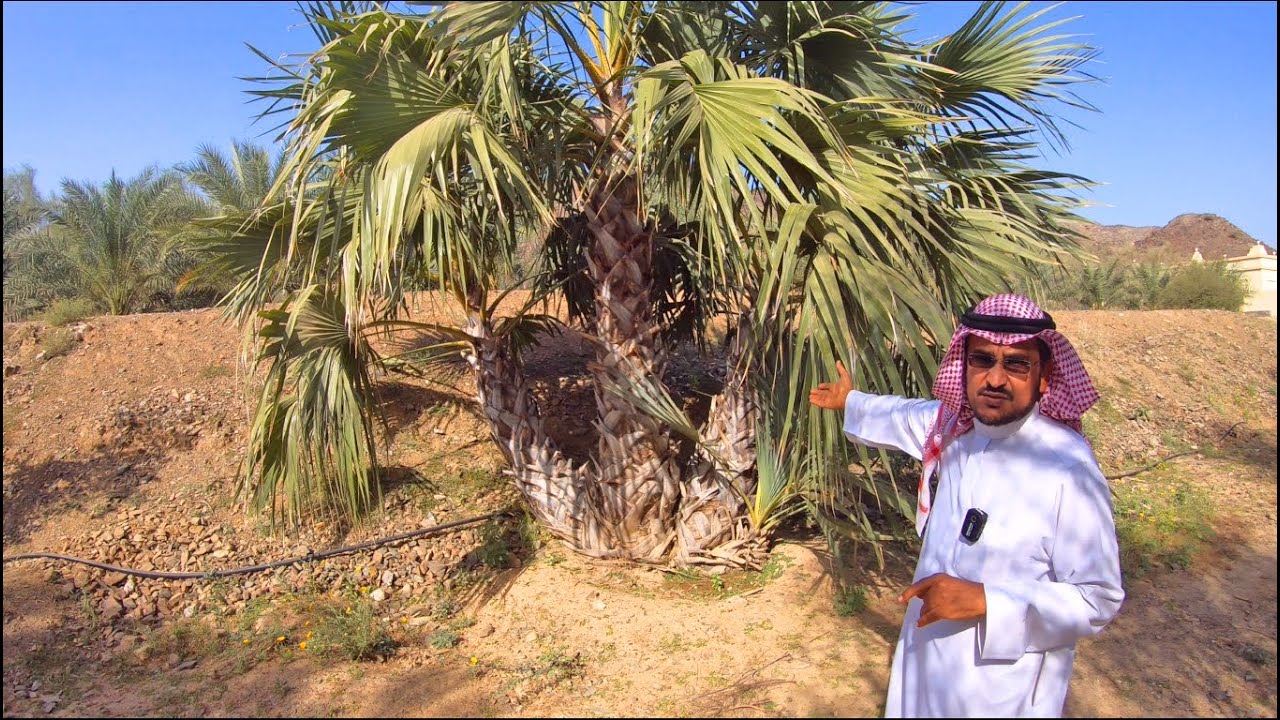 [مزرعة د. أحمد قشاش البيئية ج2] شجرة الدوم شجرة محلية أجمل وأفضل من شجرة الواشنطونيا المستوردة
