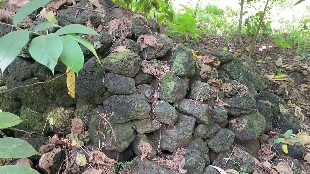 Exploring Samoa&rsquo;s ancient stone walls and roads #samoa #archaeology 🇼🇸