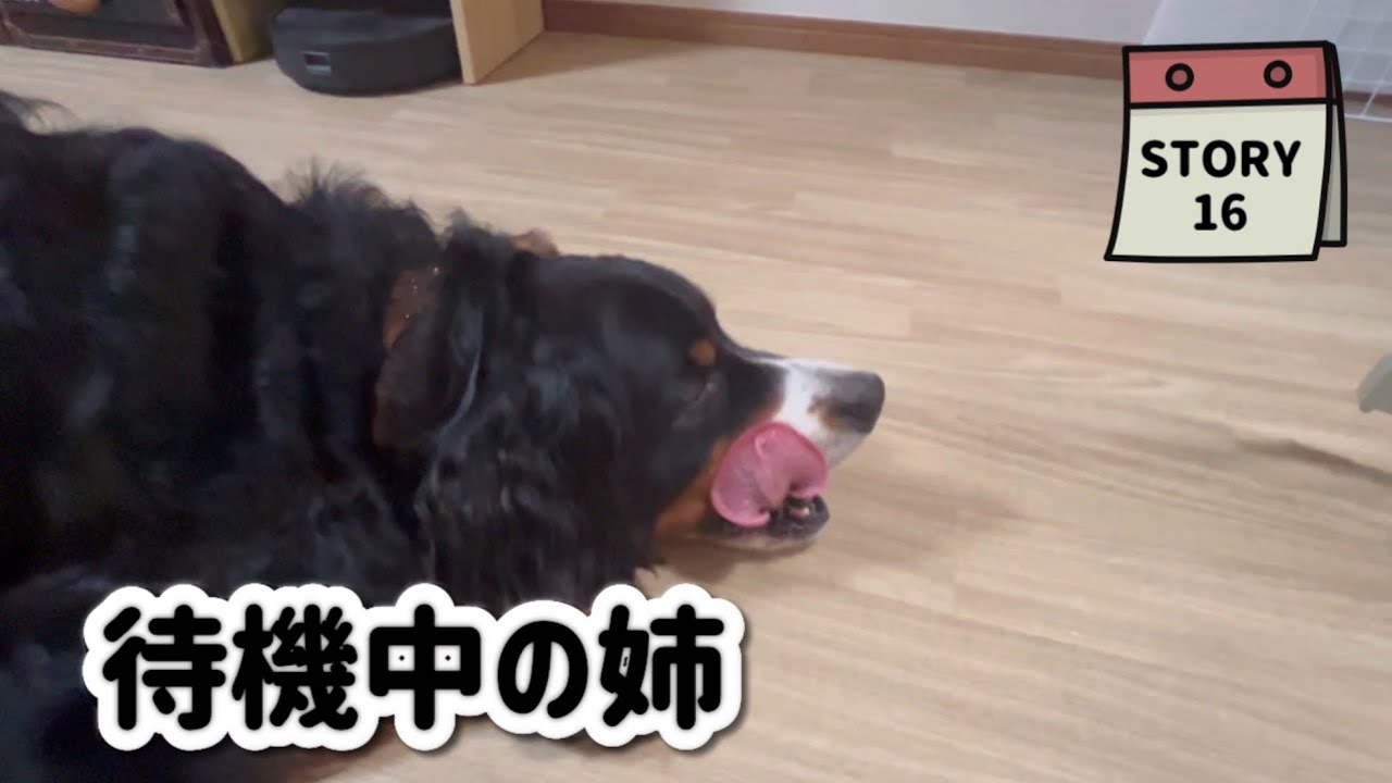 【ななエル物語】姉は何を待っているのか？