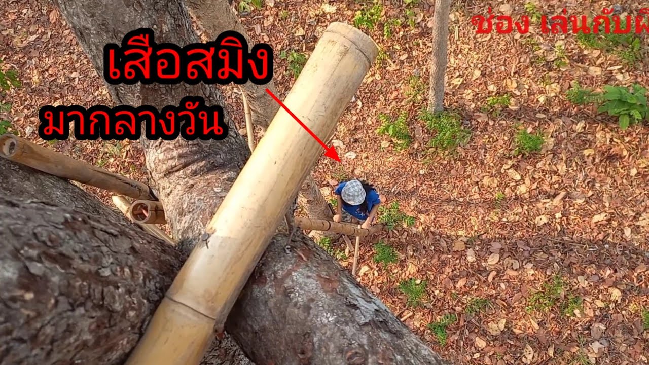 กลับมานั่งห้างเก่าเจอเสือสมิงมาเรียกให้ลงจากห้างกลางวันแสกๆ