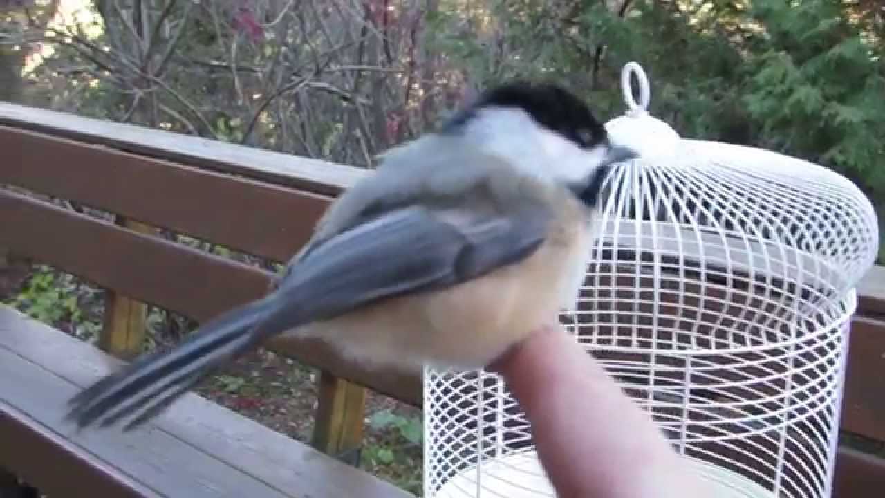 Sauvetage d'une petite mésange à tête noire