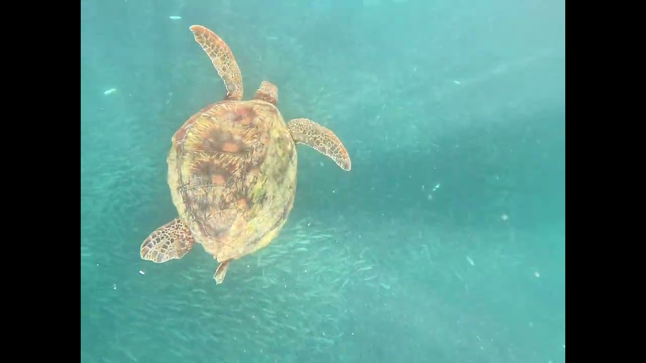 MOALBOAL TURTLES